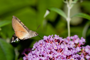 Schmetterling - Falter
