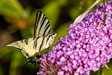 Schmetterling - Falter