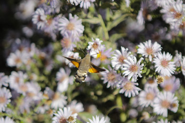 Brazhnik butterfly or hummingbird butterfly on a flower collects nectar