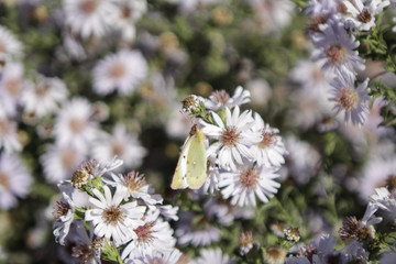 Green Bobochka cabbage on a flower collects nectar