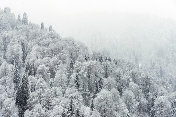 Landscape view of snowy hills with pine trees.