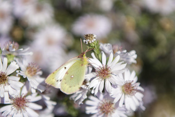 Green Bobochka cabbage on a flower collects nectar