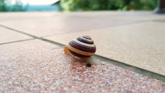 Snail in shell is slowly crawling thru the balcony, space for text, 4k close up shot