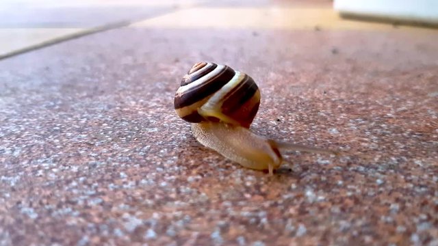 Snail in shell is slowly crawling thru the balcony, space for text, 4k close up shot