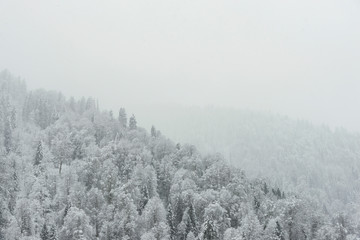 Landscape view of snowy hills with pine trees.