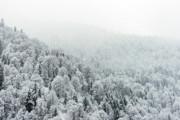 Landscape view of snowy hills with pine trees.