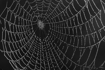 spider net with rain drops
