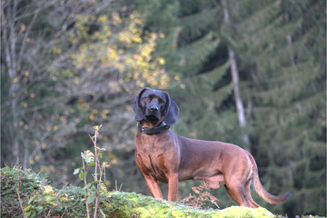 Bayerischer Gebirgsschweisshund