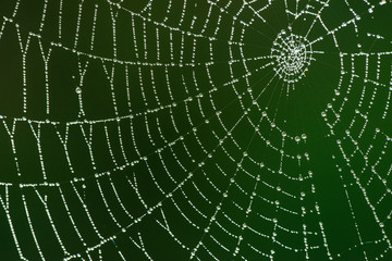 spider net with rain drops