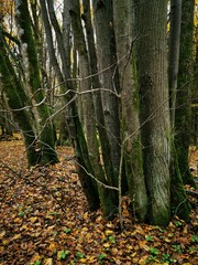 Beautiful picture with yellow, red and orange leav