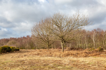 A view from Chailey Common in Sussex on a winters day