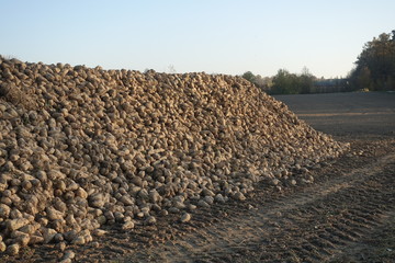 Zuckerrüben auf dem Feld