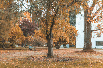 Autumn Landscape, Park in Autumn season.