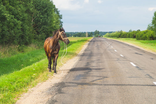 A lone brown horse crossing the road. runaway horse in the countryside