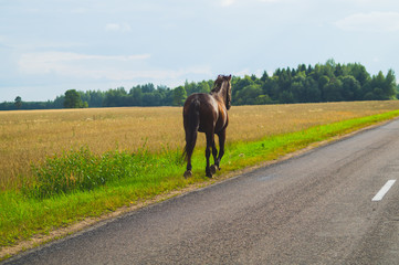 A lone brown horse walks along the road. runaway horse in the countryside