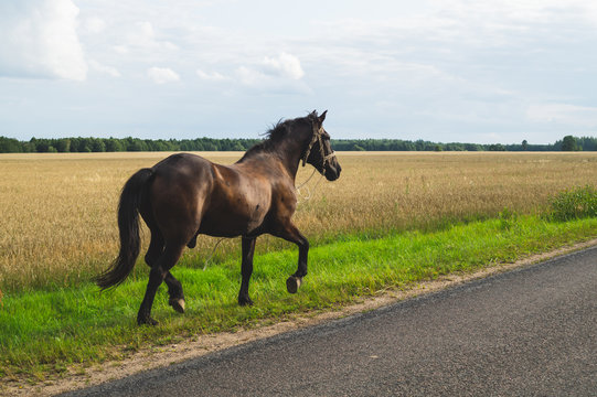 A lone brown horse walks along the road. runaway horse in the countryside
