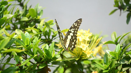 A butterfly flying over yellow little flowers.