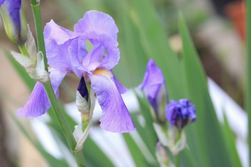 Type of Iris