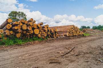 Wooden logs in the forest. chopped tree logs stack. nature landscape