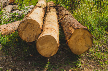 Pile of logs. timber background. untreated wood