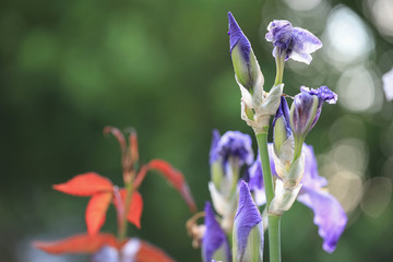 Iris and Roses Plant