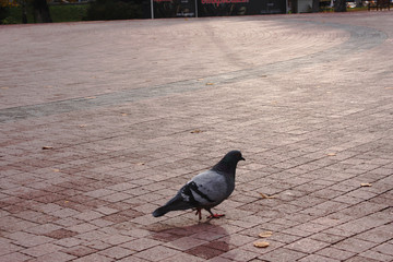 pigeons in the city in the square and on the pavement, conveniently located