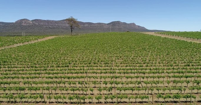 Lonely tree in the middle of vineyard in Pokolbin of Hunter Valley wine making region of Australia on a sunny day.