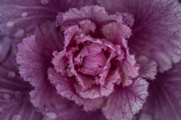 Close up of flower