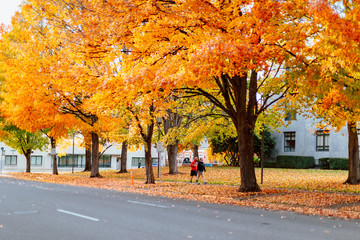 Naklejka premium Oregon State Capitol State Park in Autumn season