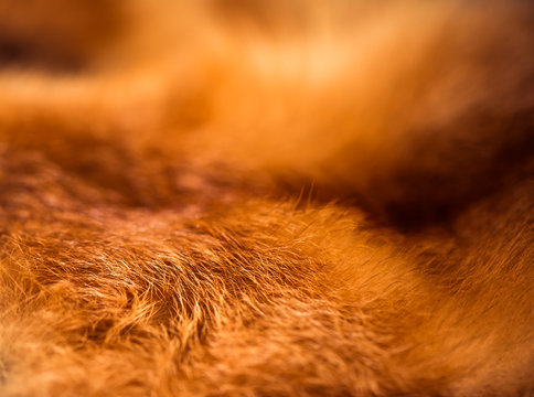 golden color fox wool texture closeup