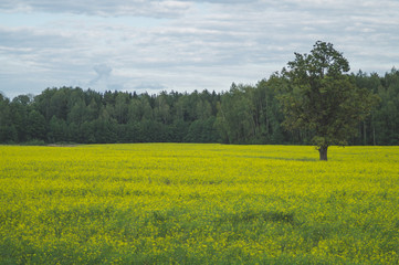 Green meadow with lonely tree and yellow plants