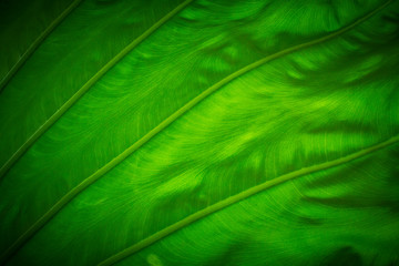 Elephant ears leaf close-up picture, Colocasia leaves