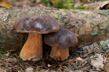 Edible mushroom Imleria badia growing in the spruce forest. Also known as bay bolete. Mushroom with brown cap and brownish stem. Spruce root around.