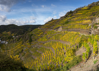 The golden autumn on the red wine trail in the Ahr valley