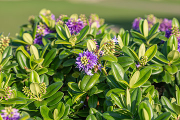 Purple Hebe Flowers