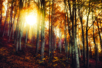 through the magic fall beech forest
