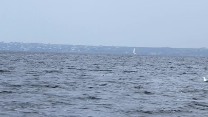 on the expanses of water along the surface of the sea river, the sail of the yacht carries it along the waves in a fair wind, seagulls fly