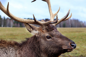 Deer in the autumn forest. Male deer wildlife forest animal