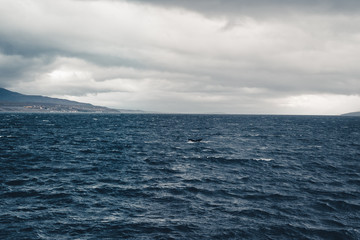 Whale tale in ocean