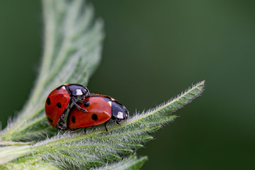 Pair of seven spot ladybirds (Coccinella septempunctata) mating on the leaf of a stinging nettle