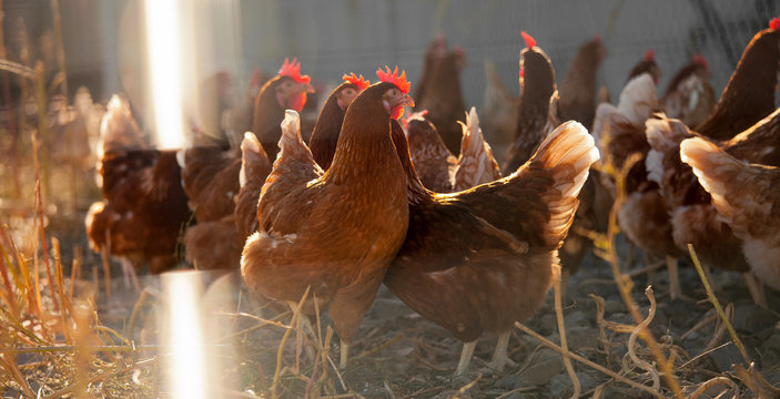 Poulets fermiers &eacute;lev&eacute;s en plein air