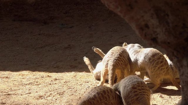 Meerkat or Suricate (Suricata suricatta). Animals play and fight each other      