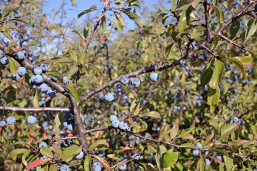 Berries of a blackthorn.