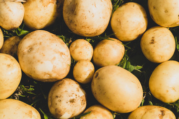 Fresh young potato lies on the grass. healthy eating. vegetarian food. vegetables from the garden