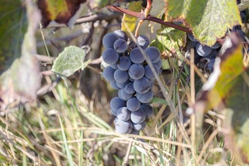 Hybrid of vitis labrusca and vinifera.