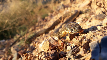 Soft focus detail snake Hemorrhois hippocrepis on stones in nature Spain.