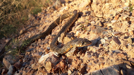 Soft focus detail snake Hemorrhois hippocrepis on stones in nature Spain.