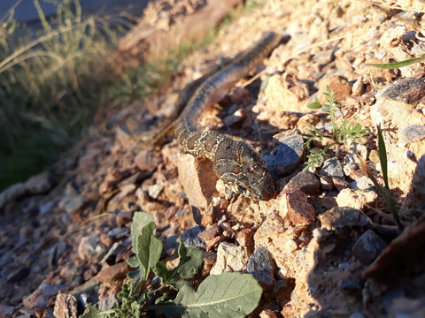 Soft focus detail snake Hemorrhois hippocrepis on stones in nature Spain.