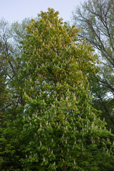Fototapeta premium Lots of chestnut tree blossoms.