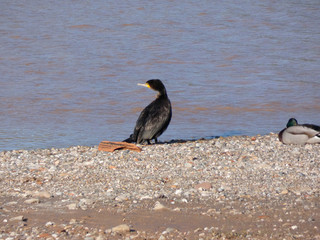 Ave en la playa del r;io Llobregat, tomando el sol o de relax antes de seguir pescando